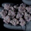 Boutiq Bulk Flowers