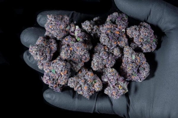 Boutiq Bulk Flowers