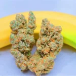 Banana Runtz Strain