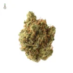 Amnesia Haze Strain