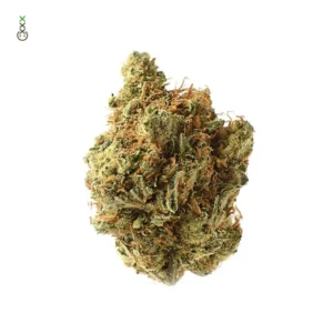 Amnesia Haze Strain