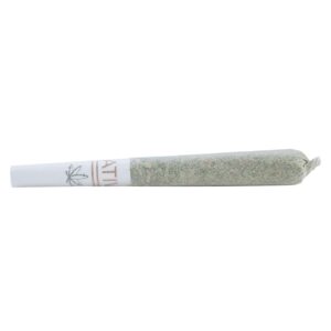 Lemon Sorbet Pre Roll Strain